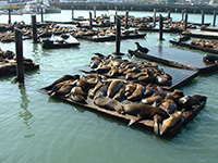 San Francisco Fishermans Warf 2001